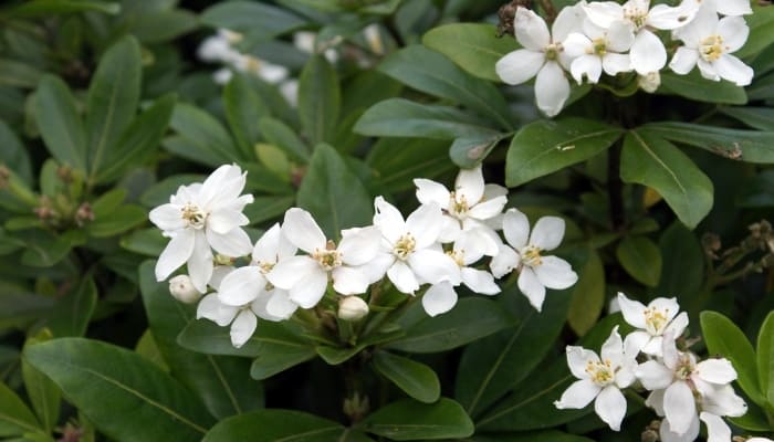 A Daphne shrub sporting pretty, white flowers.