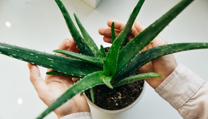 A healthy aloe vera plant in a pot cradled by a man's hands.
