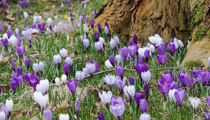Many white and purple crocuses blooming under a large tree.