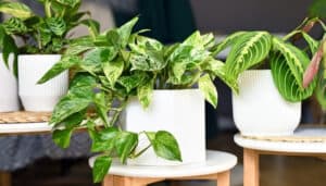 A Marble Queen Pothos in a white pot with two prayer plants in the background.