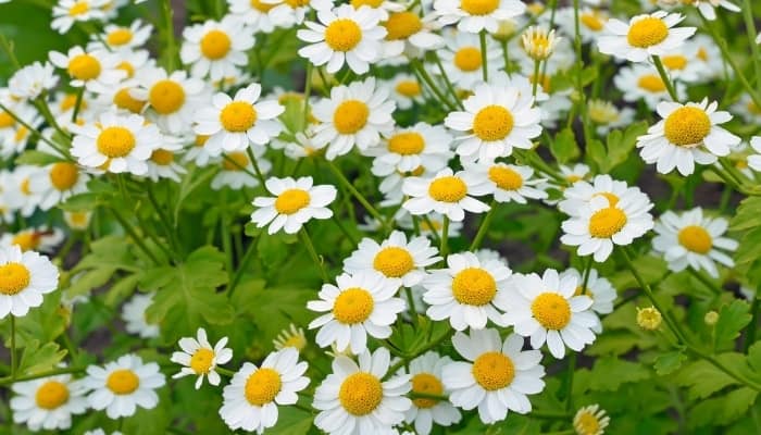 A mass of feverfew plants in full bloom.