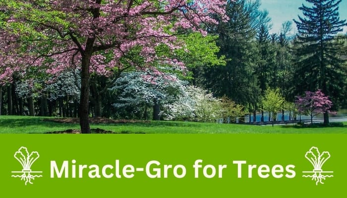 Miracle-Gro for Trees