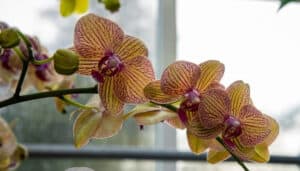 A branch of an orchid plant covered in lovely orange and purple blooms in front of a sunny window.