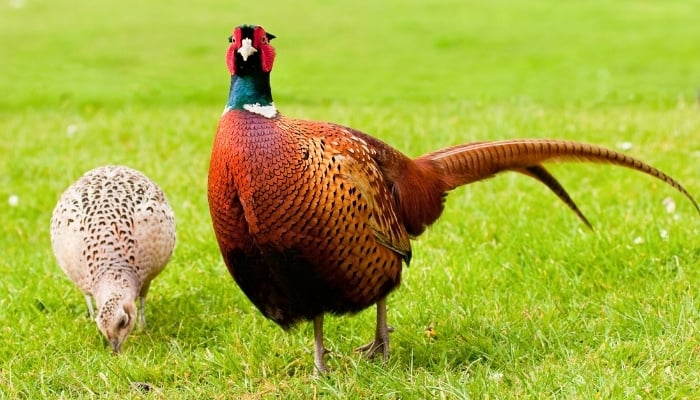 A pair of pheasants in a grassy field.