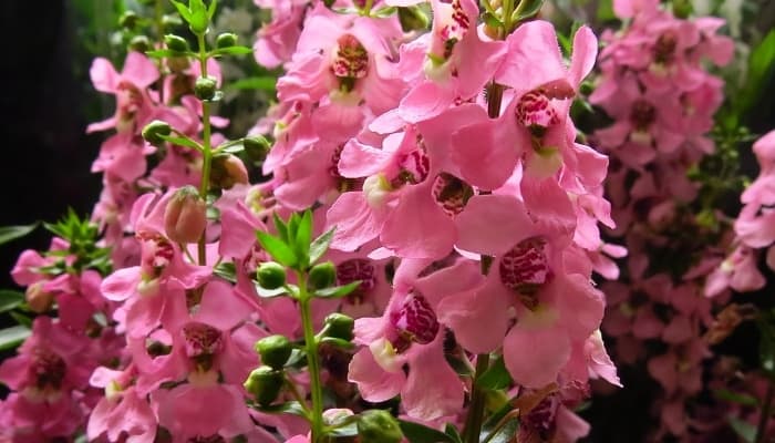 A pink Angelonia plant in full bloom.