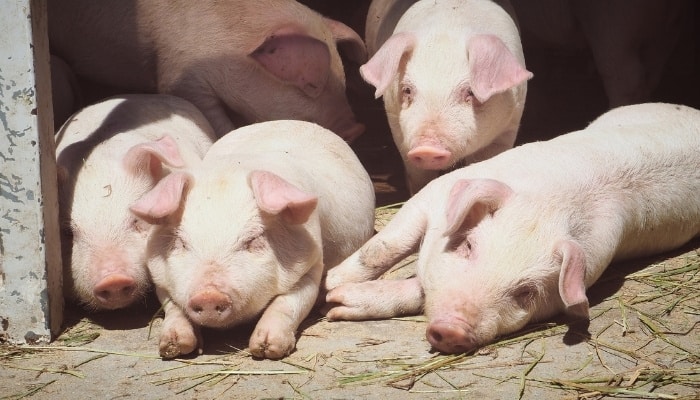 Several pink piglets relaxing in a barn doorway.