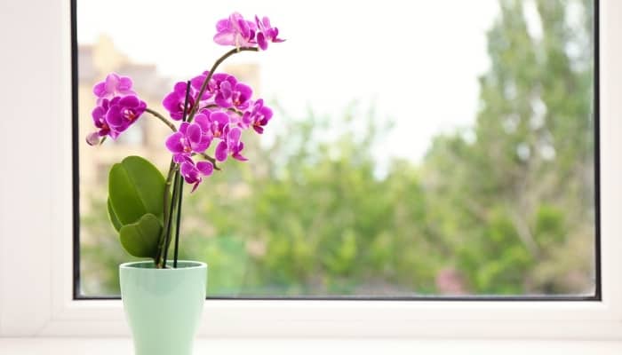 A very pretty purple orchid blooming happily on a sunny windowsill.