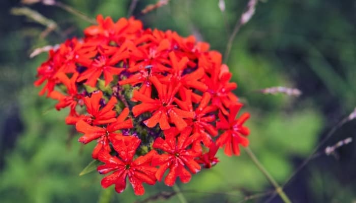 Globular red flowers of the Maltese cross plant.