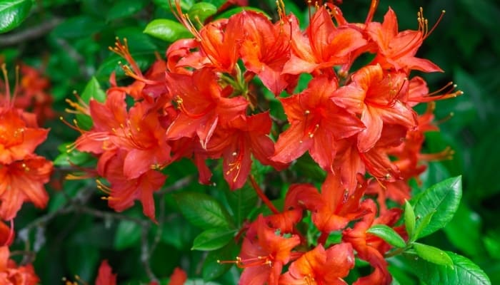 A Peruvian lily, or Alstroemeria, in full bloom with prolific red flowers.