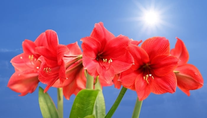 Red amaryllis flowers against a blue sky.