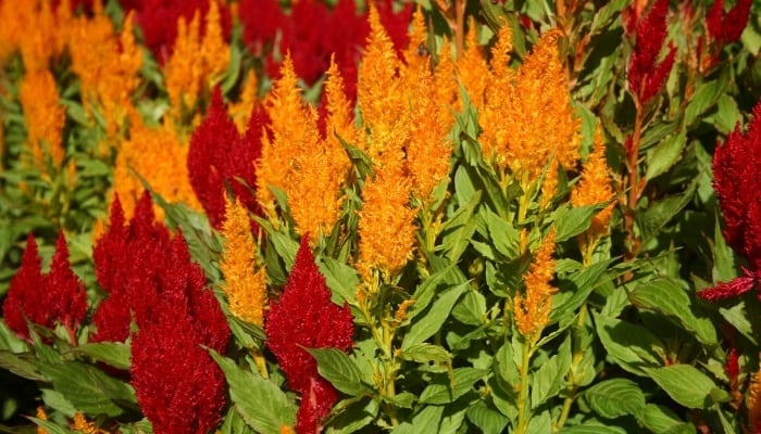 Red and gold celosia plants in full bloom.