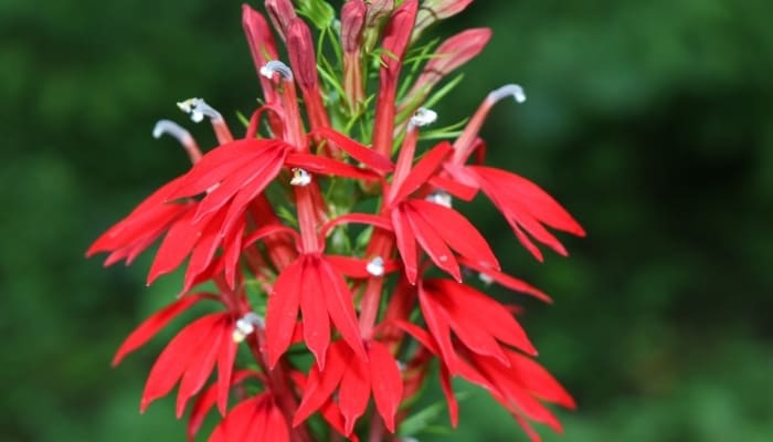 A close look at a red cardinal flower.