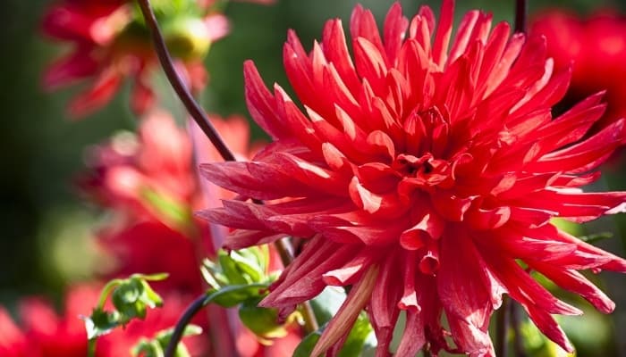 A close look at red dahlia flowers.