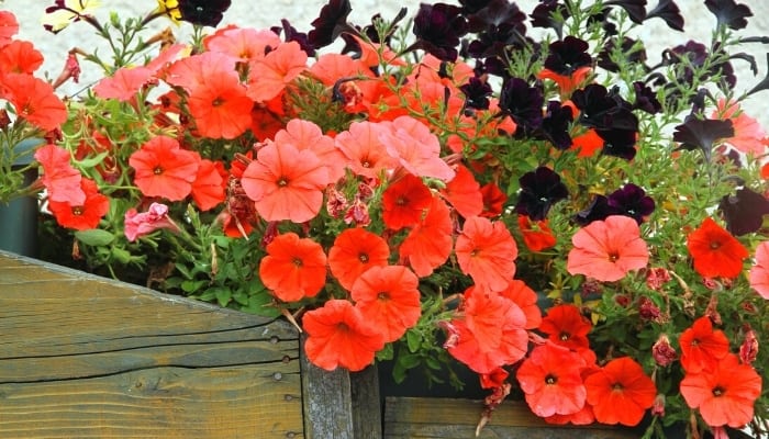 Red petunias in an old wood planter with very deep-purple flowers mixed in.