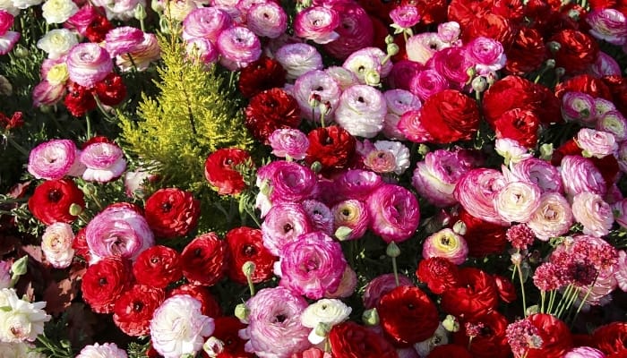 A patch of red, white, and pink ranunculus flowers.