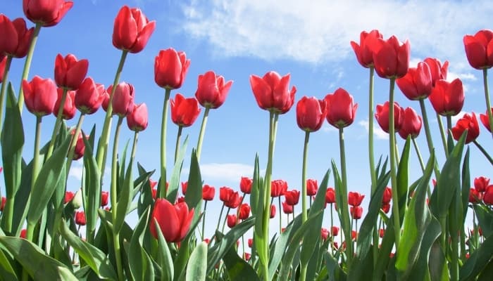 A patch of bright-red tulips blooming against a blue sky.