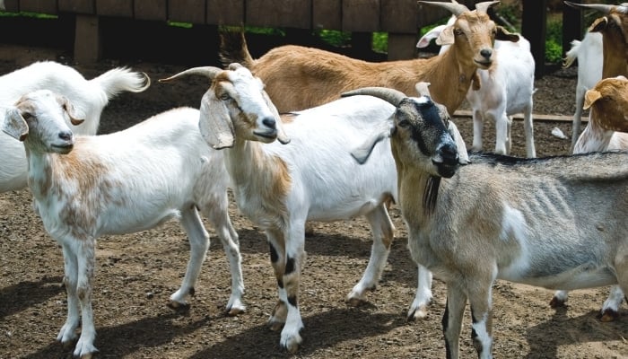 A small herd of goats looking with interest at something.