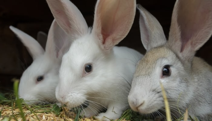 Three juvenile meat rabbits munching on grain.