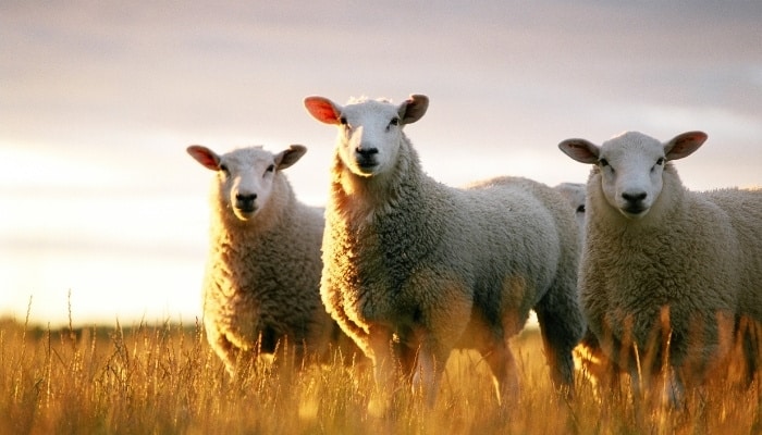 Three alert sheep in a pasture at sunset.