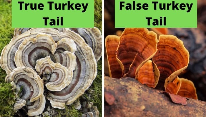 True turkey tail vs. false turkey tail