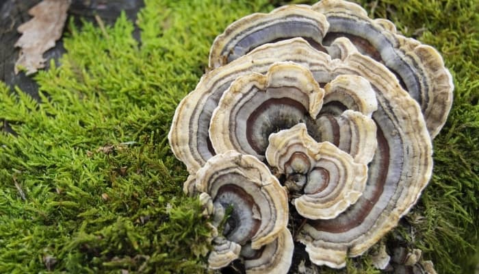 Turkey tail mushrooms growing in a woodlands area surrounded by moss.