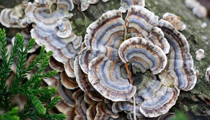 An up-close look at turkey tail mushrooms growing on a log.