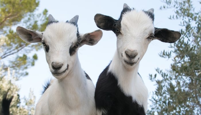 Two adorable baby goats with black and white markings.