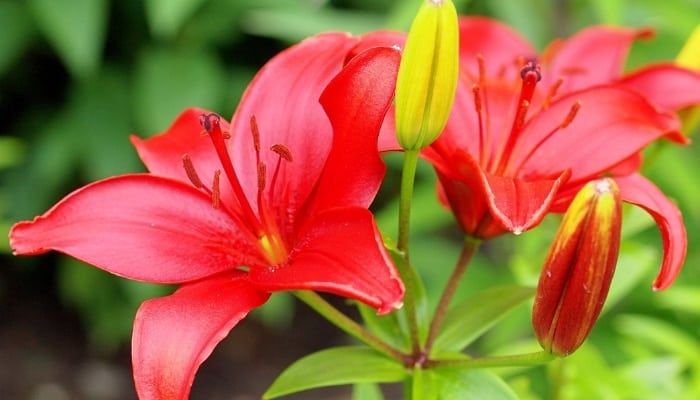 Two red lily flowers fully opened with several more flower buds nearly ready to open.