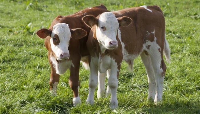 Two young red-and-white calves in a pasture.
