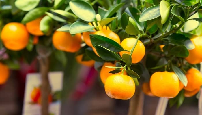 Several young Mandarin trees for sale at a garden center.