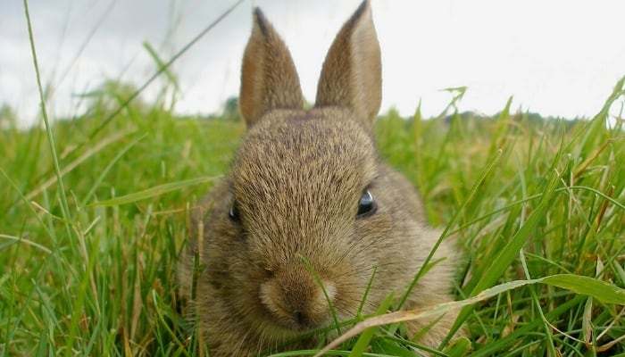 Up-close look at a curious young wild rabbit in tall grass.