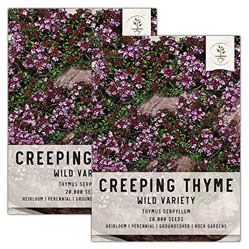 Creeping Thyme Seeds on Amazon.com