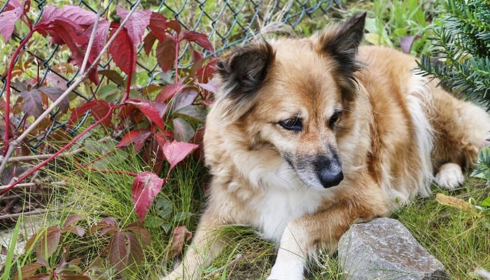 A cute dog lying outdoors beside a fence with Virginia creeper growing on it.