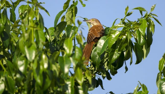 A persimmon tree in full leaf with a bird resting in the branches.