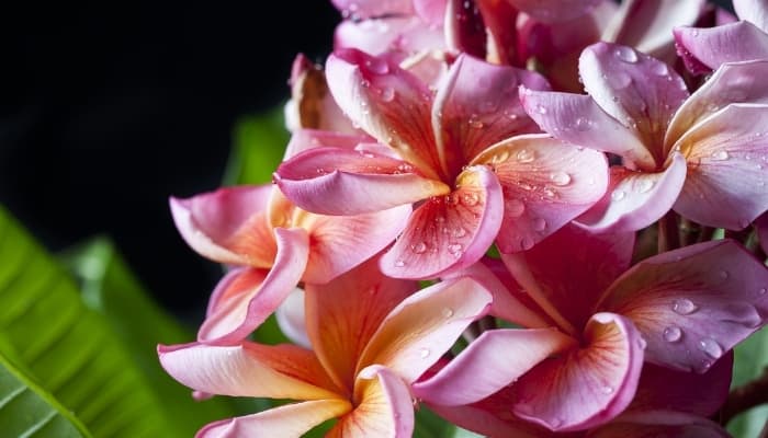 Pink plumeria blooms with creamy yellow centers and dew droplets on the petals.