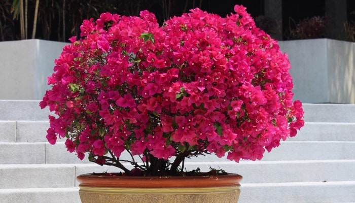 A pretty bougainvillea covered in pink flowers in a container.