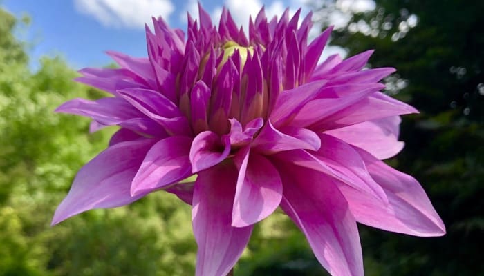 Do Dahlias Grow in Florida? Challenges and Tips for Success