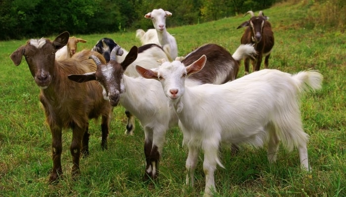 A small herd of goats on a lush, green pasture.