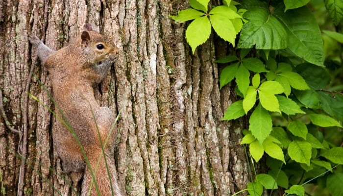 Virginia creeper vine with red leaves on a tree beside a squirrel.