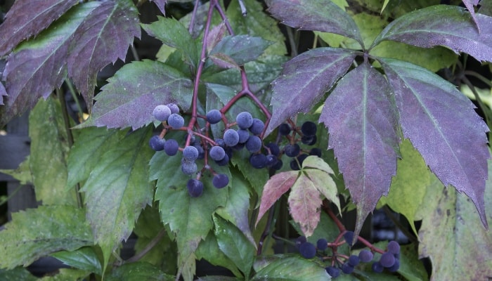 A close look at Virginia creeper leaves and berries.