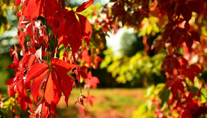 Virginia creeper vine in autumn with pretty leaves.