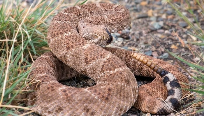 A Western diamondback rattlesnake coiled and ready to strike.