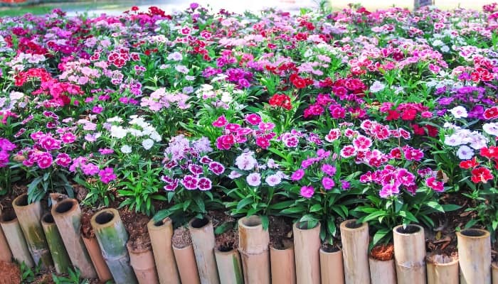 A bamboo garden border to contain dianthus flowers.