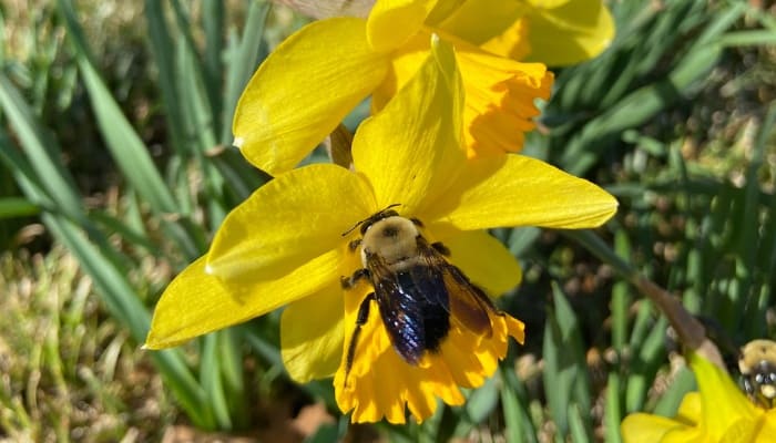 A single bee visiting a yellow daffodil flower.