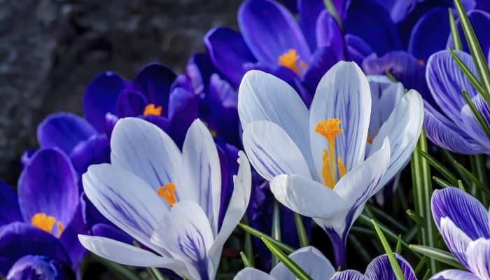 Pretty blue and white crocus flowers blooming.