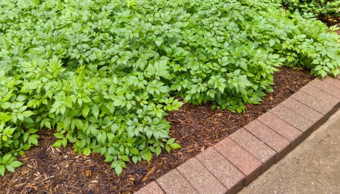 A formal brick border around an ornamental garden.