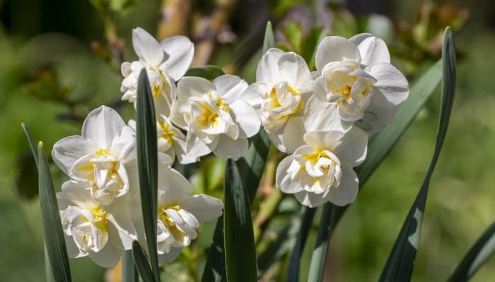 A bunch of Cheerfulness daffodils in full bloom.