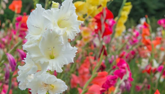 White gladiolus up close with a wide variety of other colors in the background.