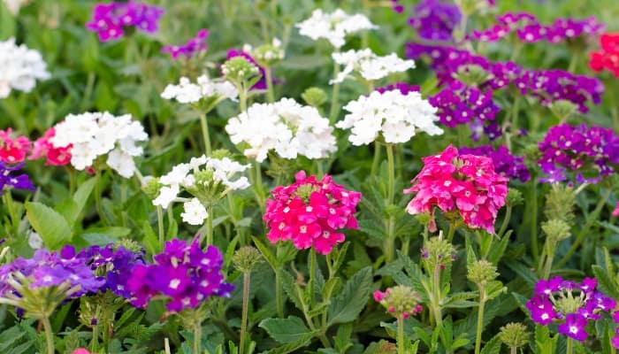 An assortment of colorful verbena flowers growing outdoors.