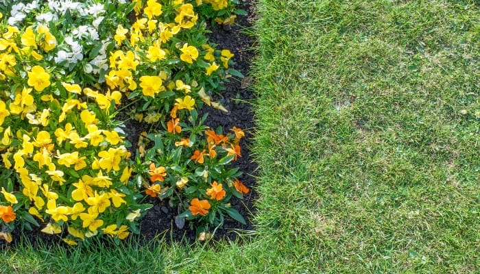 The corner of a small flower bed separated from the lawn by a small trench and mulch.